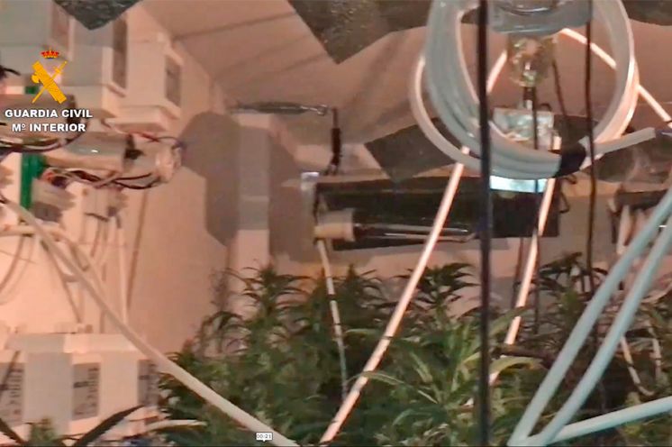 Imagen de una de las plantaciones.