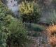 EGEMASA actuará este otoño para eliminar cañaverales invasores en los tramos urbanos del río Genil
