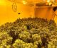 La Guardia Civil desmantela una nueva plantación de marihuana en Puente Genil