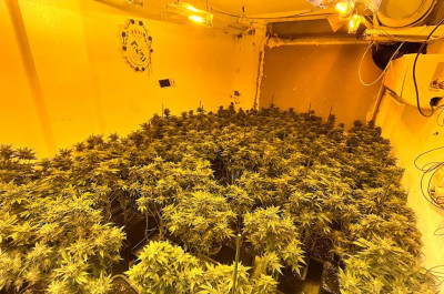 La Guardia Civil desmantela una nueva plantación de marihuana en Puente Genil