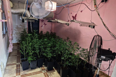 La Guardia Civil detiene a dos personas en Puente Genil por cultivo de marihuana y defraudación de fluido eléctrico